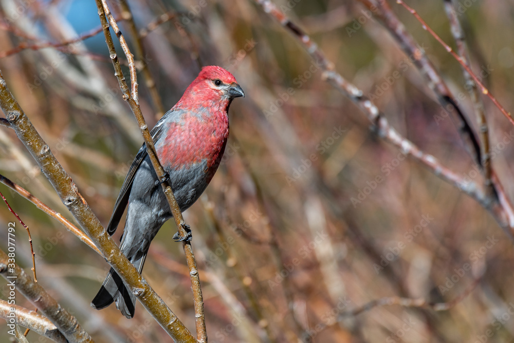 A Beautiful Male Pine Grosbeak Perched in a Tree A Beautiful Male Pine Grosbeak Perched in a Tree