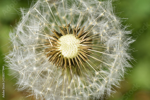 Dandelion seeds background. Little fluffy white Dandelion in the meadow