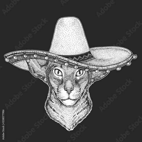 Oriental shorthair cat head. Sombrero is traditional mexican hat. Mexico. Portrait of animal.