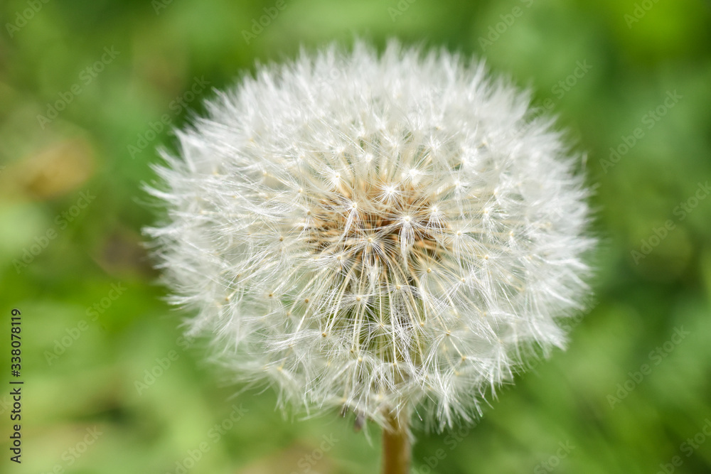 Dandelion seeds background. Little fluffy white Dandelion in the meadow