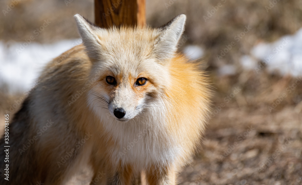 Obraz premium An Adorable Red Fox on a Beautiful Spring Morning