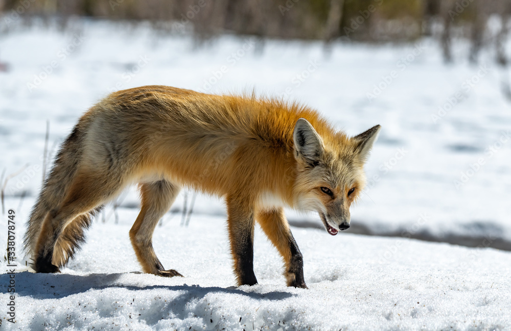Naklejka premium A Red Fox Roaming the Snowy Mountains