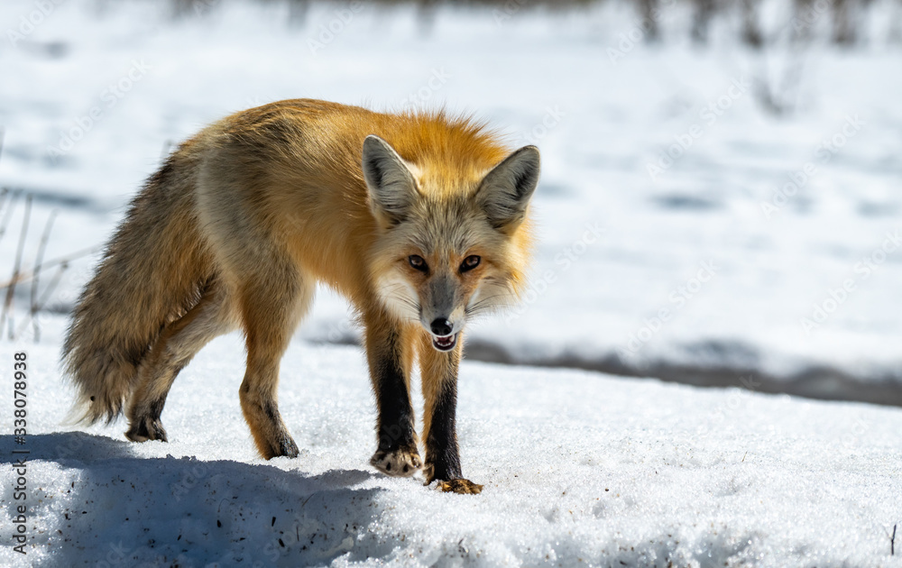 Fototapeta premium A Red Fox Roaming the Snowy Mountains