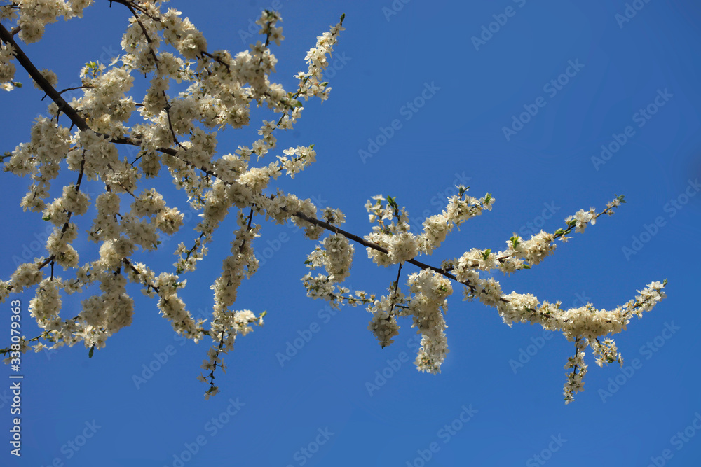 Colorful spring flowers in garden Colorful spring flowers in garden