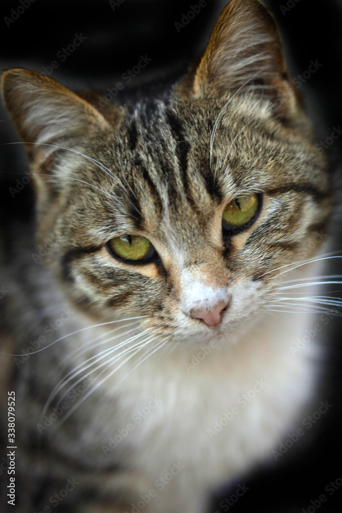 Portrait of fluffy wild cats Portrait of fluffy wild cats