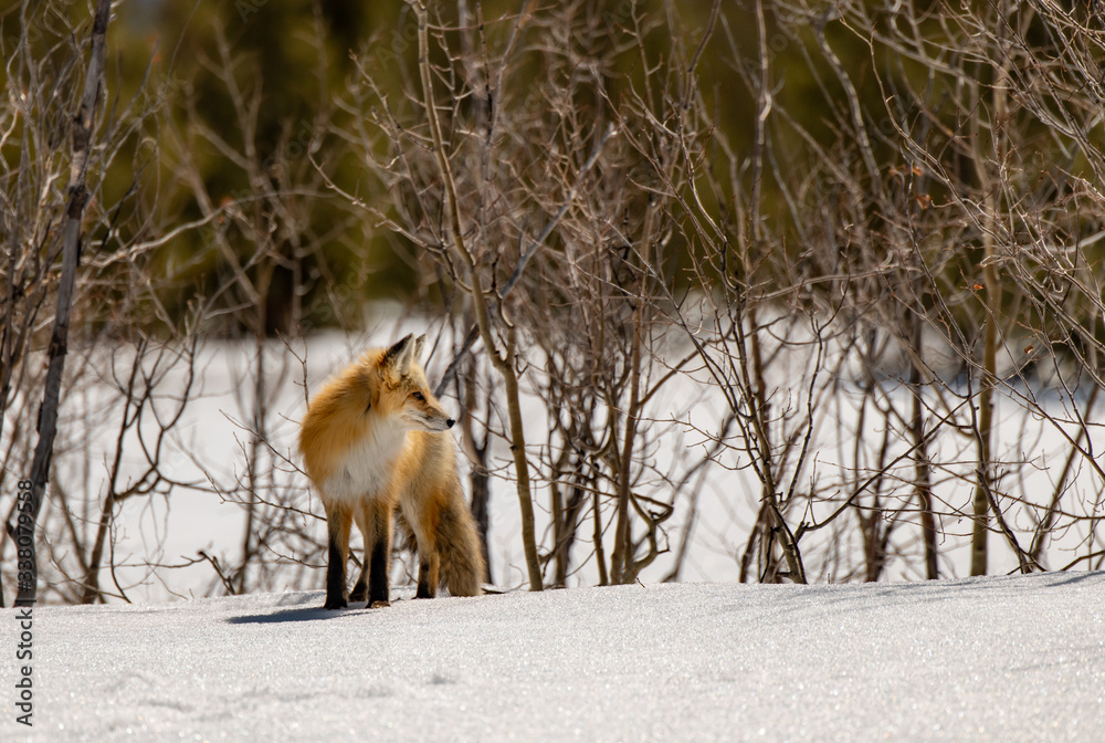 Fototapeta premium A Red Fox Roaming the Snowy Mountains