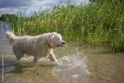 Pies rasy Golden Retriver maści kremowej aportujący czerwony aporter nad jeziorem w Polsce © Grzegorz