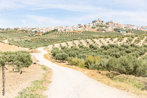 olive groves rural landscape and a view of Espejo town, province of Cordoba, Andalusia, Spain