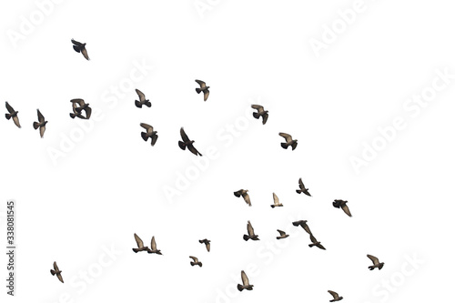 Flocks of flying pigeons isolated on white background. Save with clipping path.
