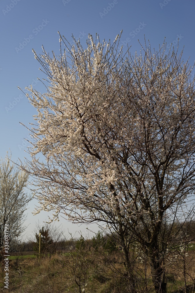 spring flowering spring flowering