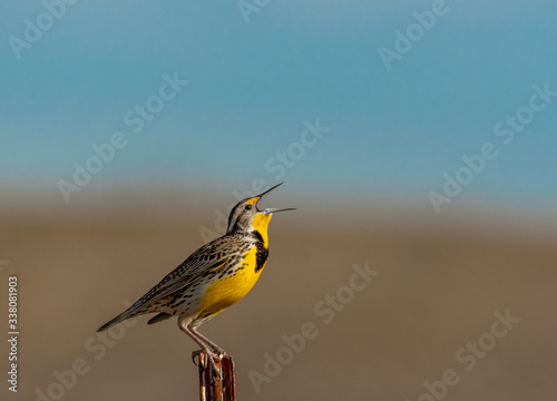 Fotografía A Beautiful Western Meadowlark Singing on a Spring Morning