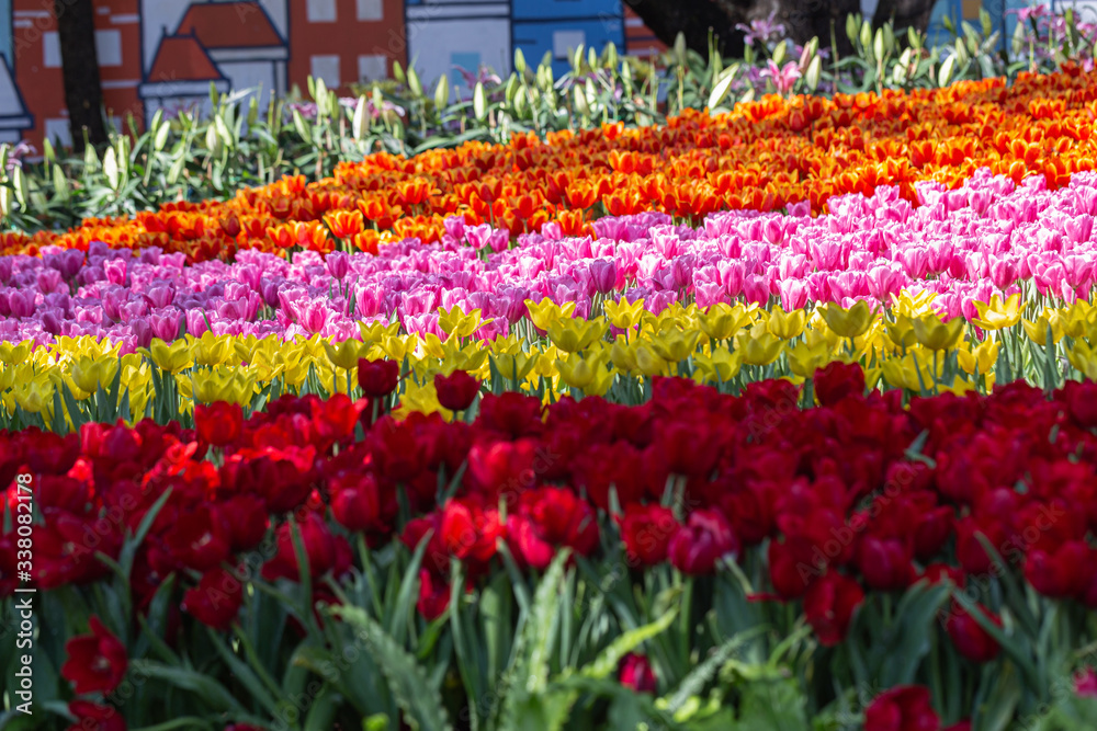 Colorful tulips grow and bloom in close proximity to one another in flower garden