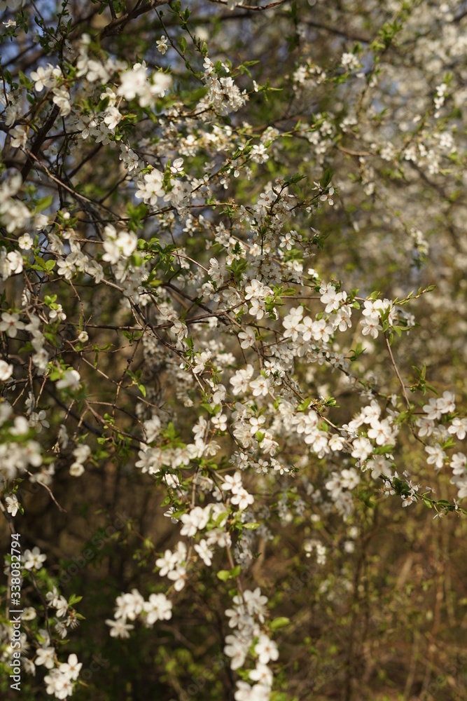 spring flowering spring flowering