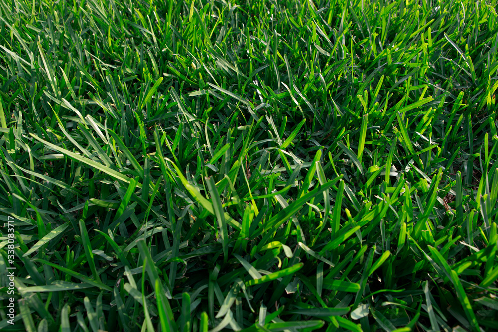 green grass background green grass background