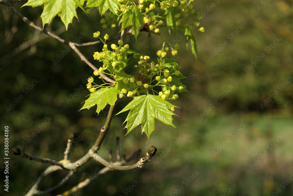 Flowers and first leaves on trees in the park Flowers and first leaves on trees in the park