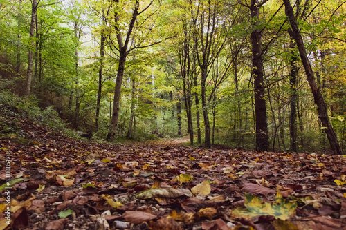 Chemin au cœur d’une forêt de feuillus à l’automne (La Sarraz, Suisse)