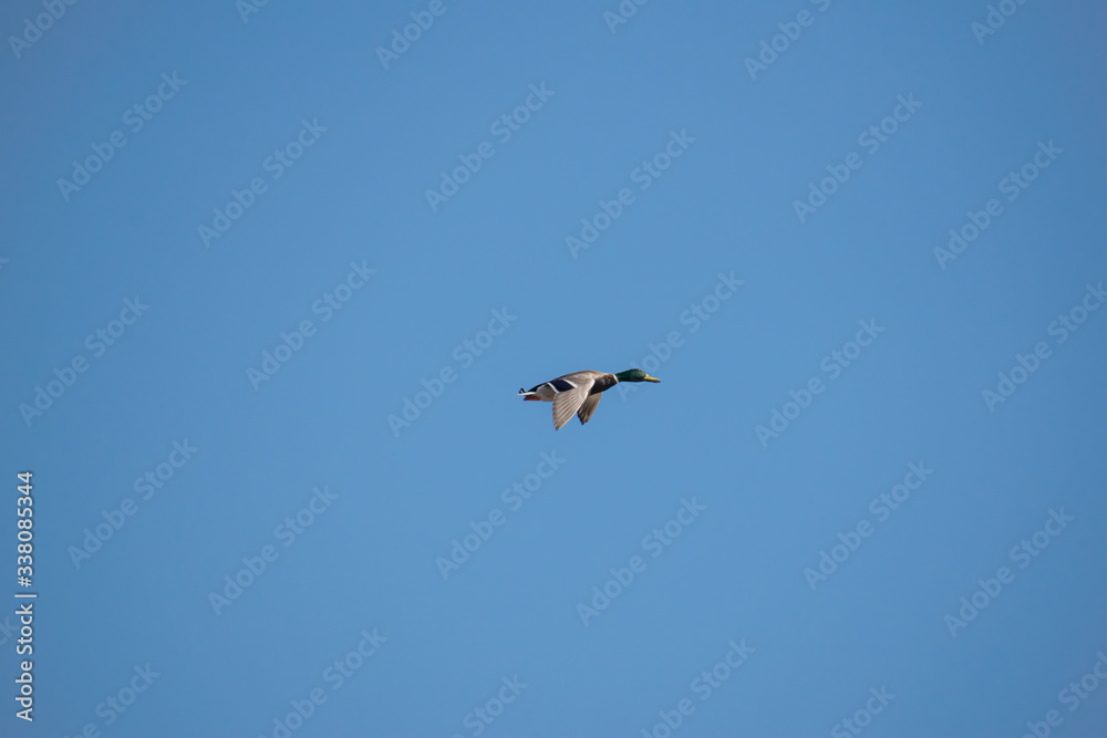 Duck flies through the sky