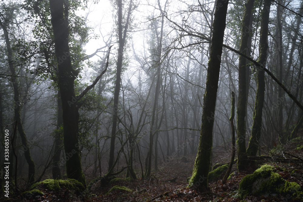 Obraz premium Dans la forêt le matin