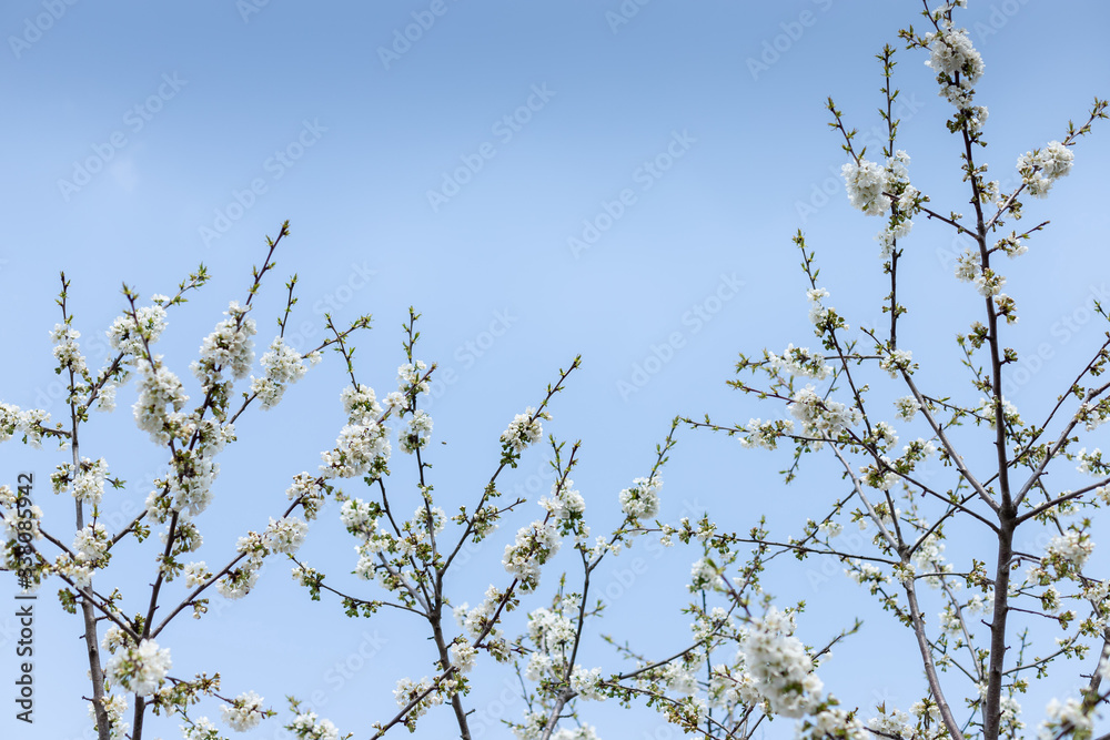 cherry blossoms twigs over blue sky, spring background. selective focus