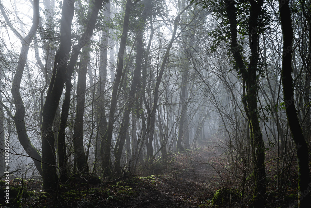 Obraz premium Sentier de forêt