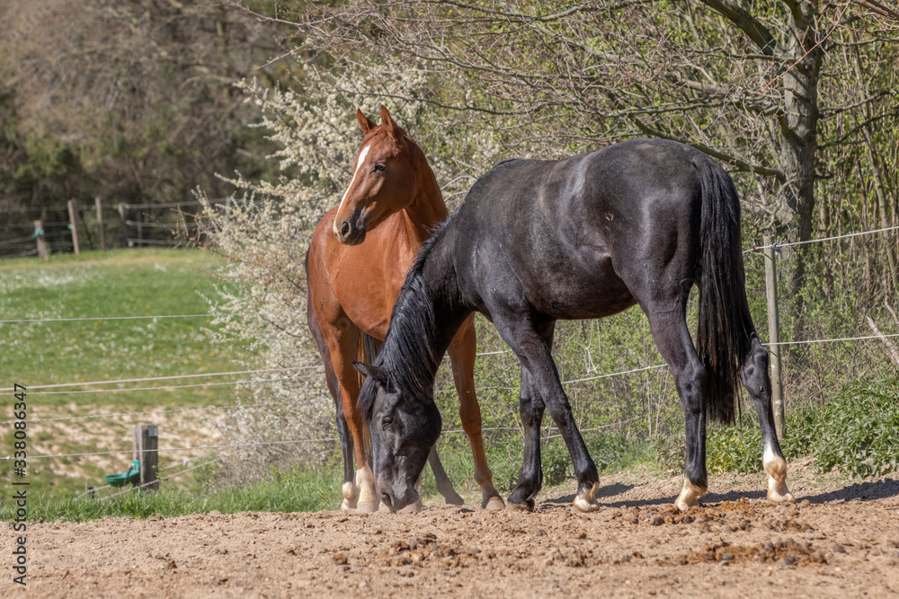 Fototapeta premium zwei junge Hengste auf dem Paddock im Frühjahr