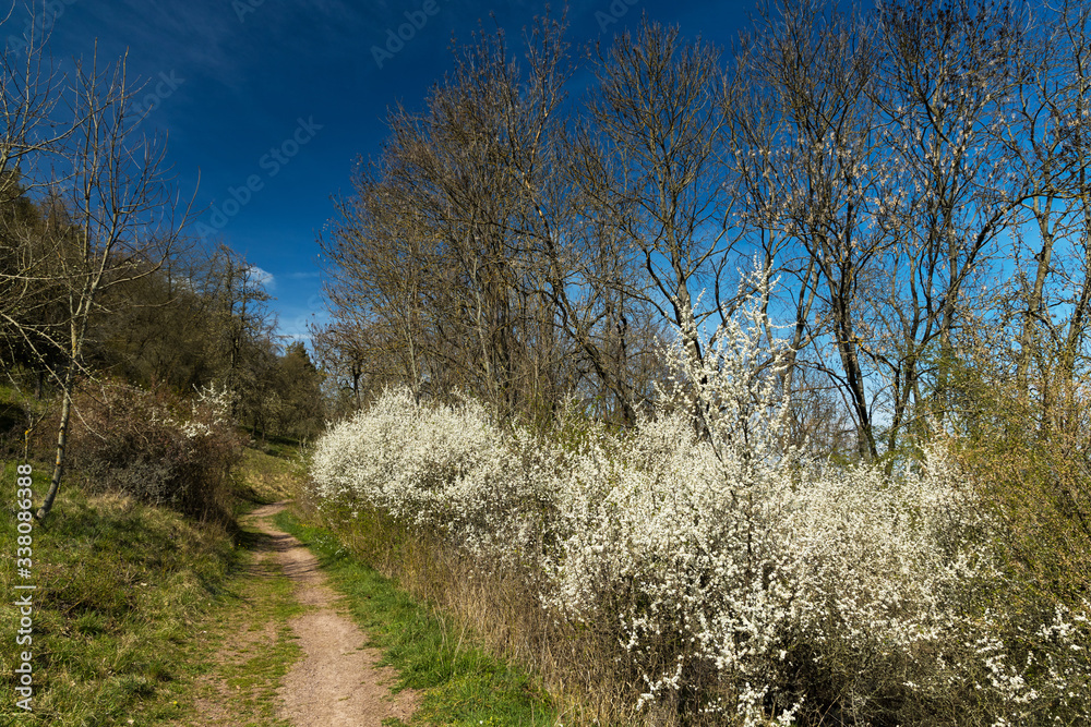 foodpath between flowering bushes in april at the Seeberg hill near Gotha