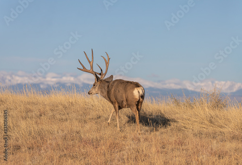 Mule Deer Buck in Colorado in Autumn