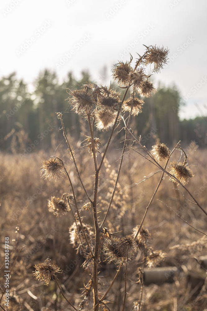 dry grass in the wind dry grass in the wind