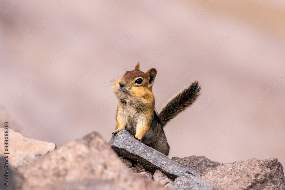 chipmunk with full mouth chipmunk with full mouth