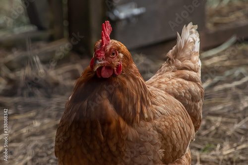 red female chicken foraging in farm yard in summer
