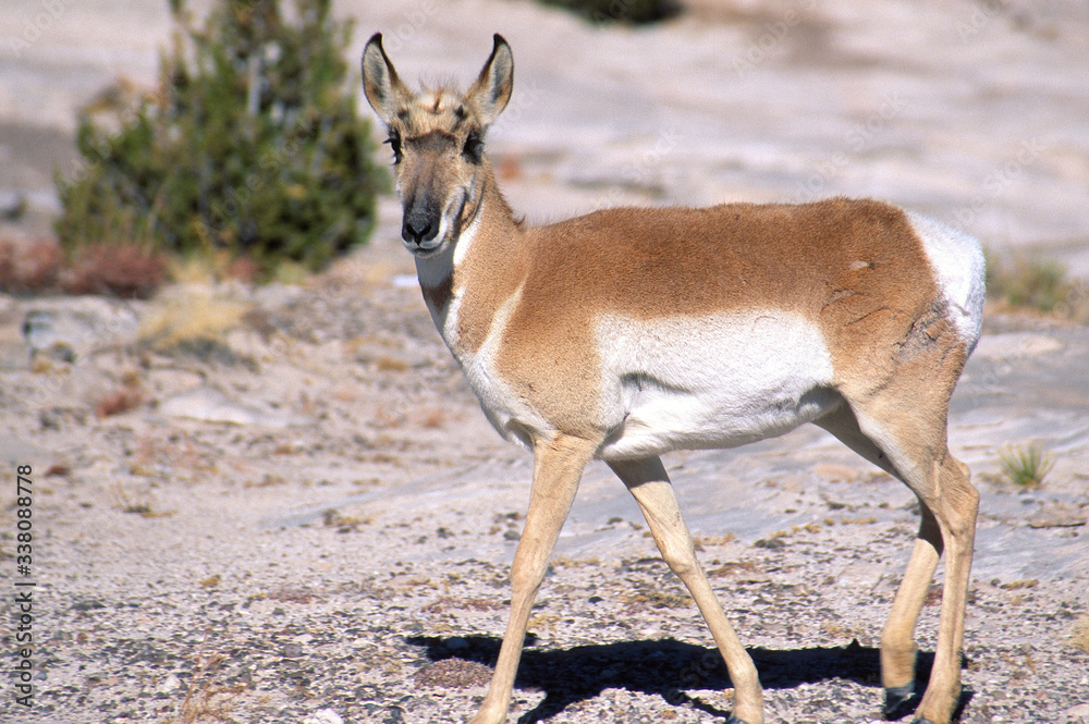 Pronghorn, Petrified Forest, Arizona Pronghorn, Petrified Forest, Arizona