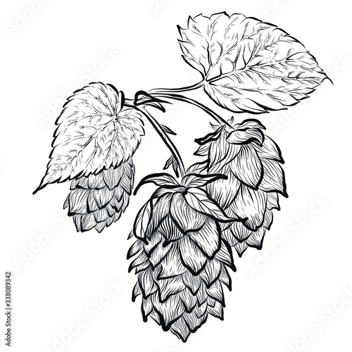 Sketches of hop plant, hop on a branch with leaves in engraving style. Humulus lupulus illustration for packing, pattern, beer illustration.