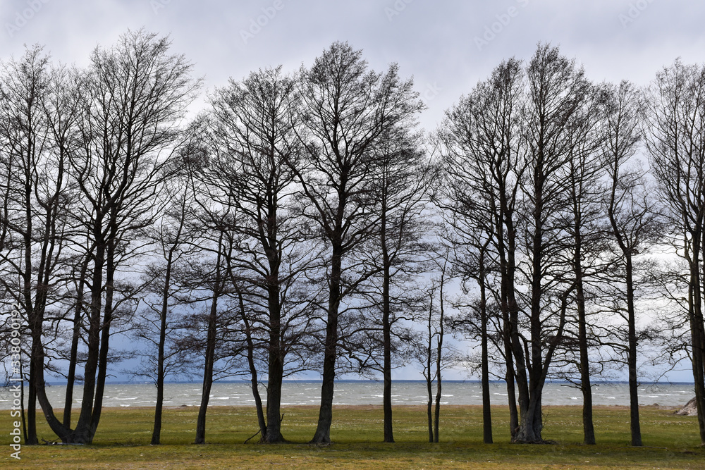 Beautiful alder trees by the coast Beautiful alder trees by the coast