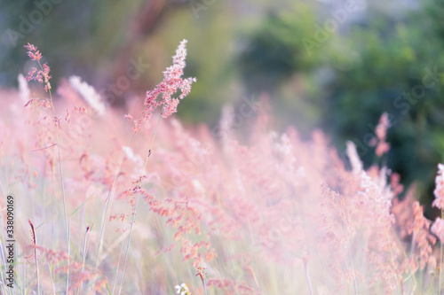 Fototapeta Naklejka Na Ścianę i Meble -  Flower field in summer.Scenery view of beautiful wildflower field in morning.Pink flowers field landscape