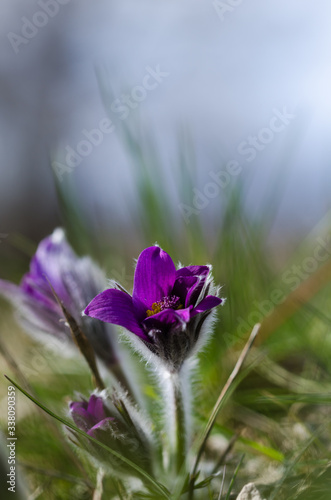 Fototapeta Naklejka Na Ścianę i Meble -  Low perspective Pasque flower