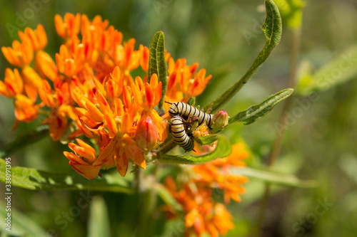 monarch caterpillar larvae feed on orange butterfly weed plant flowers photo