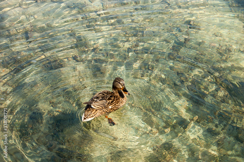 Patos Lagunas Ruidera