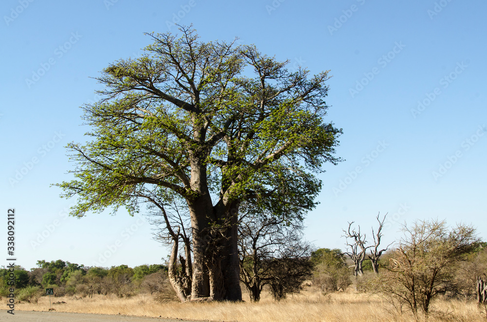 Baobab, adansonia digitata, Afrique du Sud