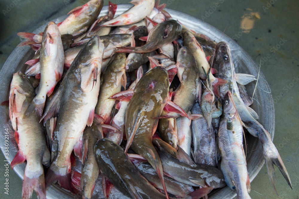 Fresh water fish Fresh water fish