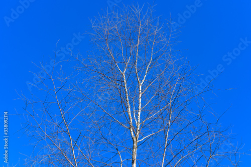 Birch tree on sky background