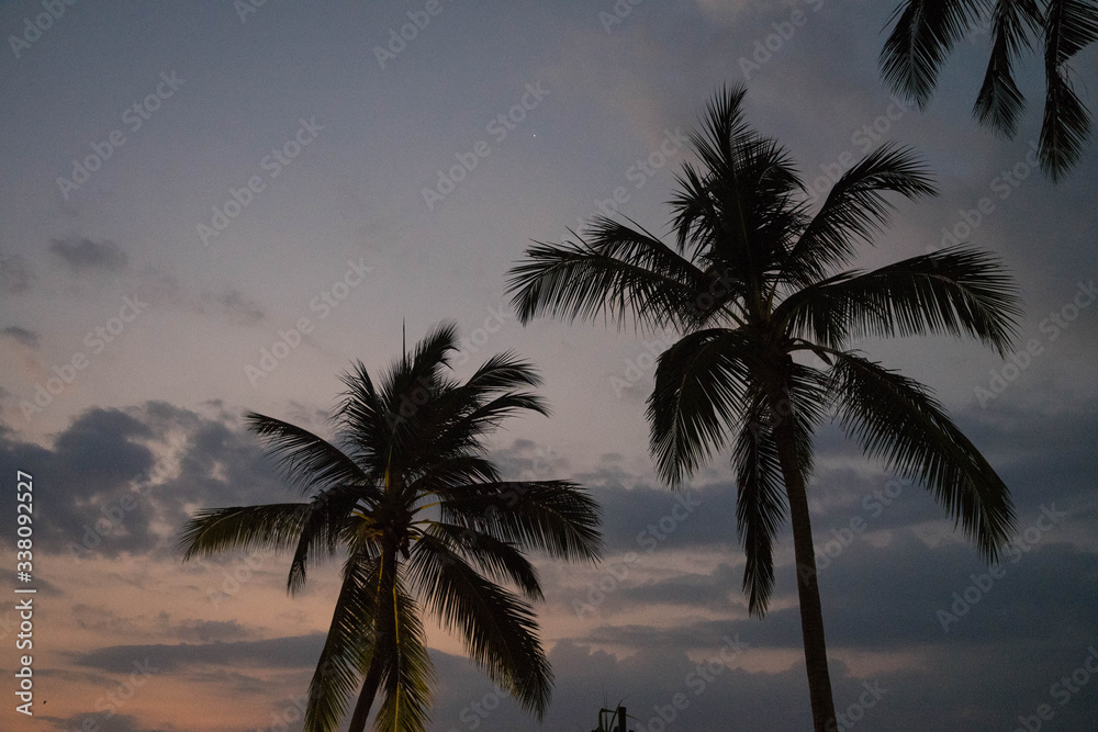 beautiful palm trees against the twilight sky