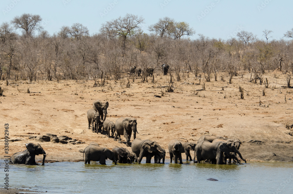 Obraz premium Eléphant d'Afrique, Loxodonta africana, Parc national Kruger, Afrique du Sud