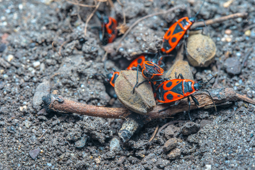 Pyrrhocoris apterus spring mating season Pyrrhocoris apterus spring mating season