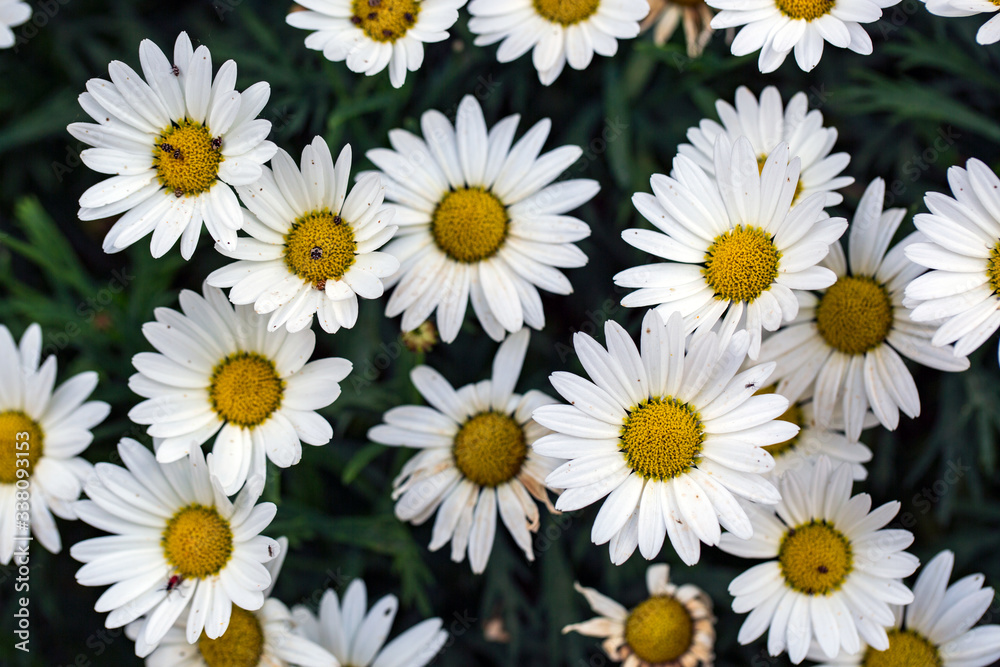 Garden camomile flowers, field with camomiles, camomile closeup, natural antiseptic. Chamomile close up. Chamomile medicinal plant on a sunny day. Blooming chamomile field natural herbal treatment. Garden camomile flowers, field with camomiles, camomile closeup, natural antiseptic. Chamomile close up. Chamomile medicinal plant on a sunny day. Blooming chamomile field natural herbal treatment.
