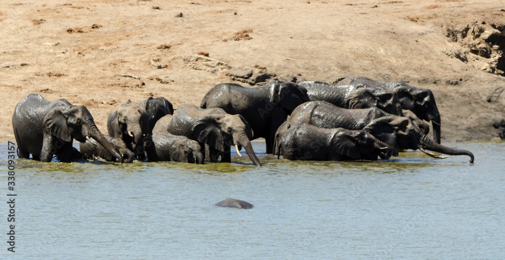 Eléphant d'Afrique, Loxodonta africana, Parc national Kruger, Afrique du Sud Eléphant d'Afrique, Loxodonta africana, Parc national Kruger, Afrique du Sud