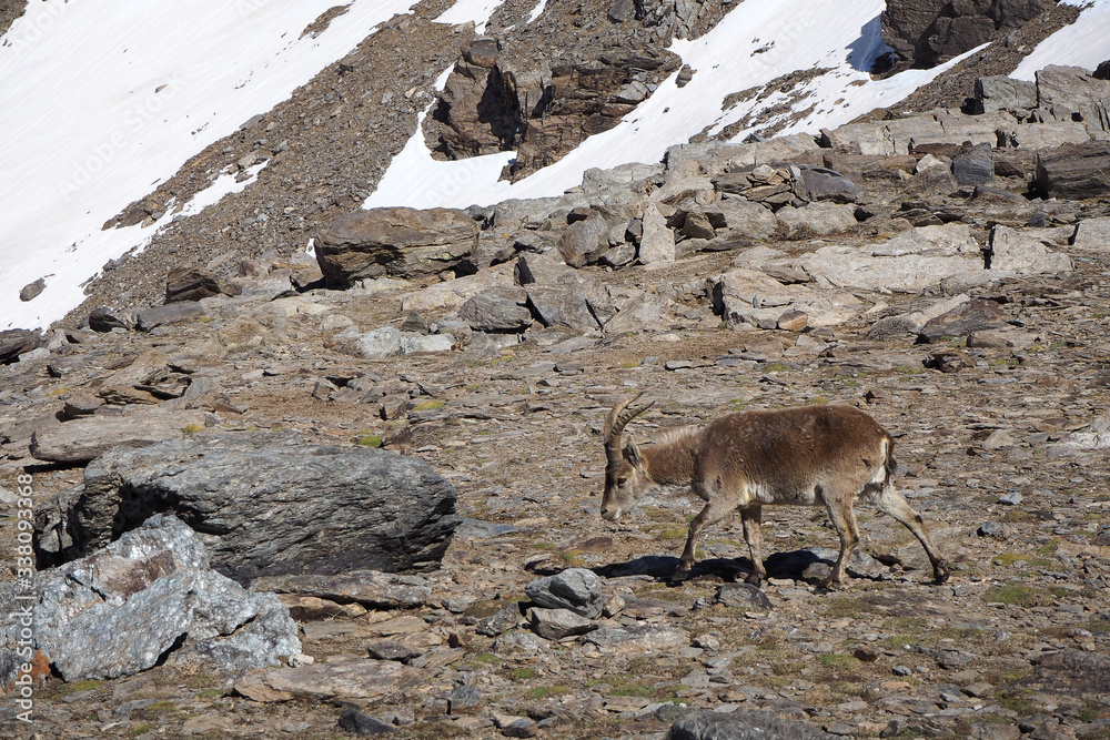 Alone brown Iberian ibex in the rocky mountains covered by snow on the sunny day. Alone brown Iberian ibex in the rocky mountains covered by snow on the sunny day.