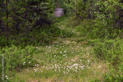 Edge of forest in south Sweden with field of fluffy flowers