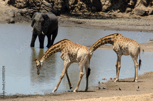 Fototapeta Naklejka Na Ścianę i Meble -  Girafe, Giraffa Camelopardalis, Eléphant d'Afrique; Loxodonta africana; Parc national Kruger, Afrique du Sud