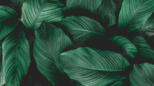 leaves of Spathiphyllum cannifolium, abstract green texture, nature background, tropical leaf