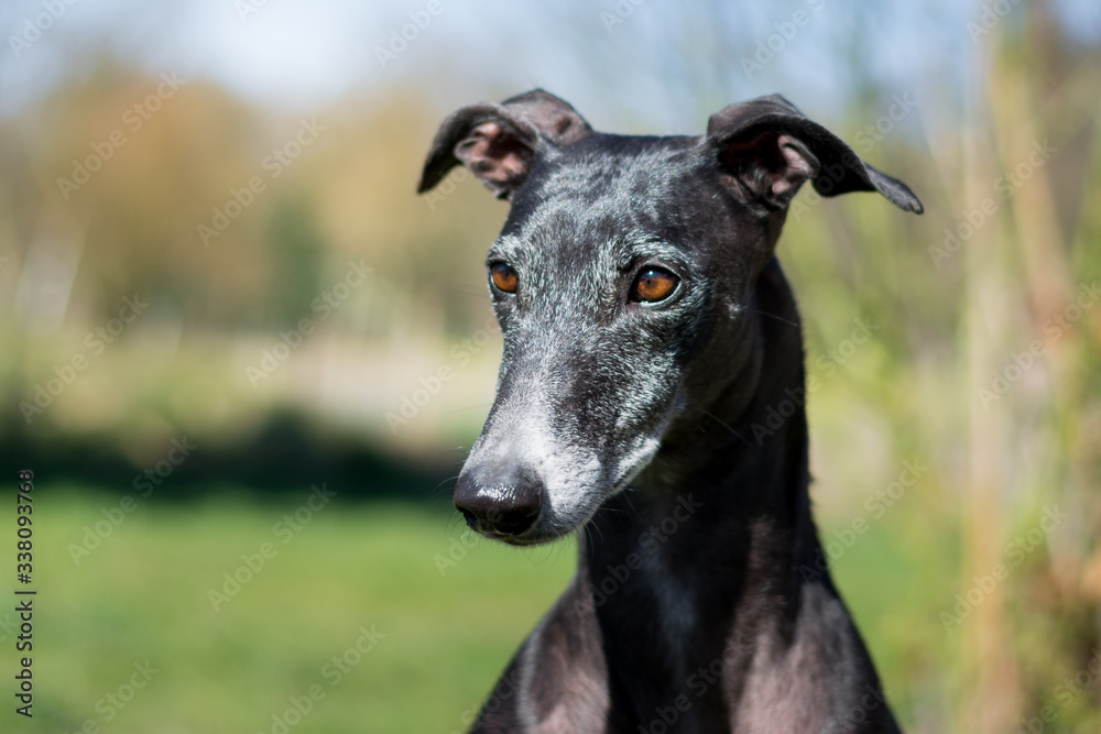 Portrait eines schwarzes Greyhound im Garten Portrait eines schwarzes Greyhound im Garten